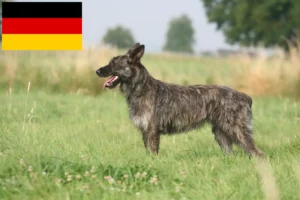 Přečtete si více ze článku Chovatelé a štěňata Bouvier des Ardennes v Německu