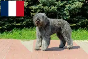 Přečtete si více ze článku Bouvier des Flandres chovatelé a štěňata ve Francii