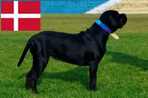 Přečtete si více ze článku Chovatelé a štěňata Cane Corso Italiano v Dánsku