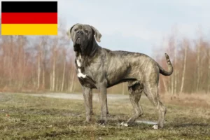 Přečtete si více ze článku Chovatelé a štěňata Cane Corso Italiano v Německu