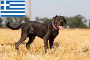 Přečtete si více ze článku Chovatelé a štěňata Cane Corso Italiano v Řecku