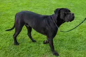 Přečtete si více ze článku Cane Corso Italiano Chovatel