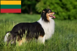 Přečtete si více ze článku Chovatelé sheltie a štěňata v Litvě