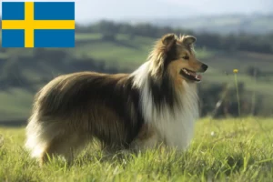 Přečtete si více ze článku Chovatelé sheltie a štěňata ve Švédsku