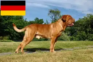 Přečtete si více ze článku Chovatelé a štěňata Dogue de Bordeaux v Německu