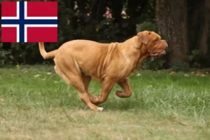 Přečtete si více ze článku Chovatelé a štěňata Dogue de Bordeaux v Norsku