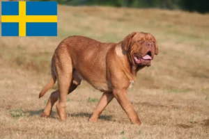 Přečtete si více ze článku Chovatelé a štěňata Dogue de Bordeaux ve Švédsku