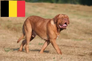 Přečtete si více ze článku Chovatelé a štěňata Dogue de Bordeaux v Belgii