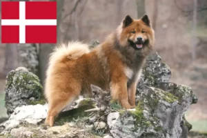 Přečtete si více ze článku Chovatelé Eurasier a štěňata v Dánsku