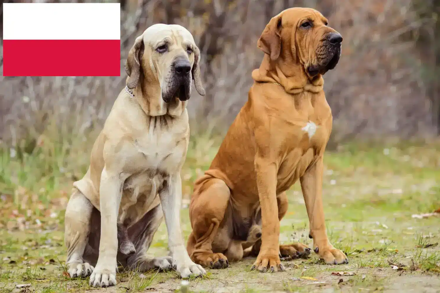 Přečtete si více ze článku Chovatelé a štěňata Fila Brasileiro v Polsku