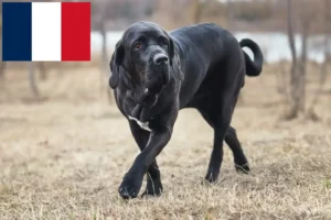 Přečtete si více ze článku Chovatelé a štěňata Fila Brasileiro ve Francii