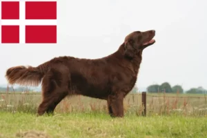 Přečtete si více ze článku Chovatelé Flat Coated Retrieverů a štěňat v Dánsku