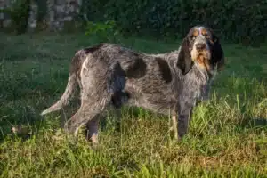 Přečtete si více ze článku Chovatel Griffon Bleu de Gascogne