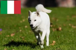 Přečtete si více ze článku Chovatelé a štěňata Hokkaido v Itálii