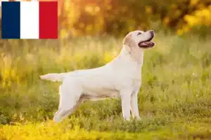 Přečtete si více ze článku Chovatelé labradorů a štěňat na Réunionu