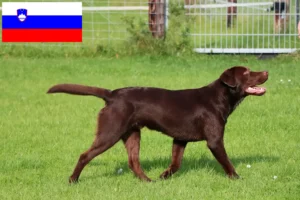 Přečtete si více ze článku Chovatelé labradorů a štěňat ve Slovinsku