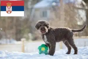 Přečtete si více ze článku Chovatelé a štěňata Lagotto Romagnolo v Srbsku