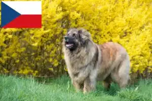 Přečtete si více ze článku Chovatelé leonbergerů a štěňat v České republice