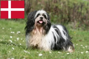 Přečtete si více ze článku Chovatelé a štěňata Lhasa Apso v Dánsku