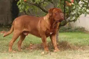 Přečtete si více ze článku Chovatel dogue de Bordeaux