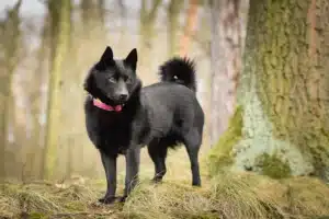 Přečtete si více ze článku Schipperke chovatel