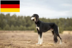 Přečtete si více ze článku Chovatelé saluki a štěňata v Německu