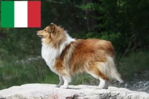 Přečtete si více ze článku Chovatelé sheltie a štěňata v Itálii