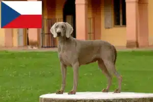 Přečtete si více ze článku Chovatelé výmarských ohařů a štěňat v České republice