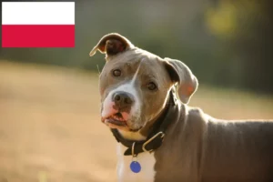 Přečtete si více ze článku Chovatelé amerických pitbulteriérů a štěňat v Polsku