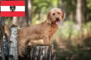 Přečtete si více ze článku Basset fauve de Bretagne chovatelé a štěňata v Rakousku