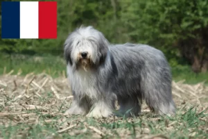 Přečtete si více ze článku Chovatelé a štěňata plemene Bearded Collie ve Francii