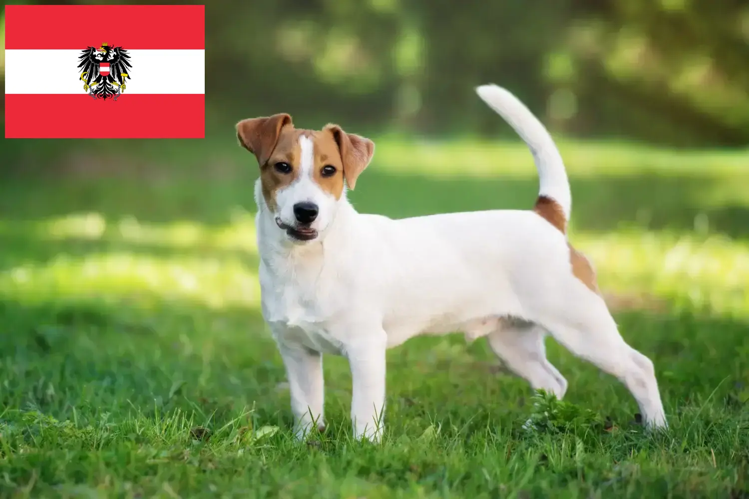 Přečtete si více ze článku Chovatelé Jack Russellů a štěňat v Rakousku