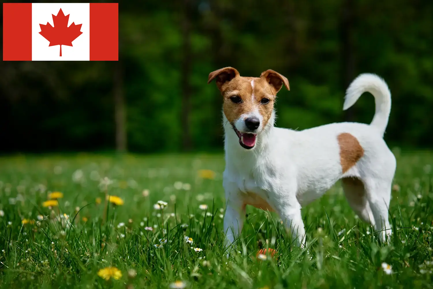 Přečtete si více ze článku Chovatelé Jack Russellů a štěňat v Kanadě