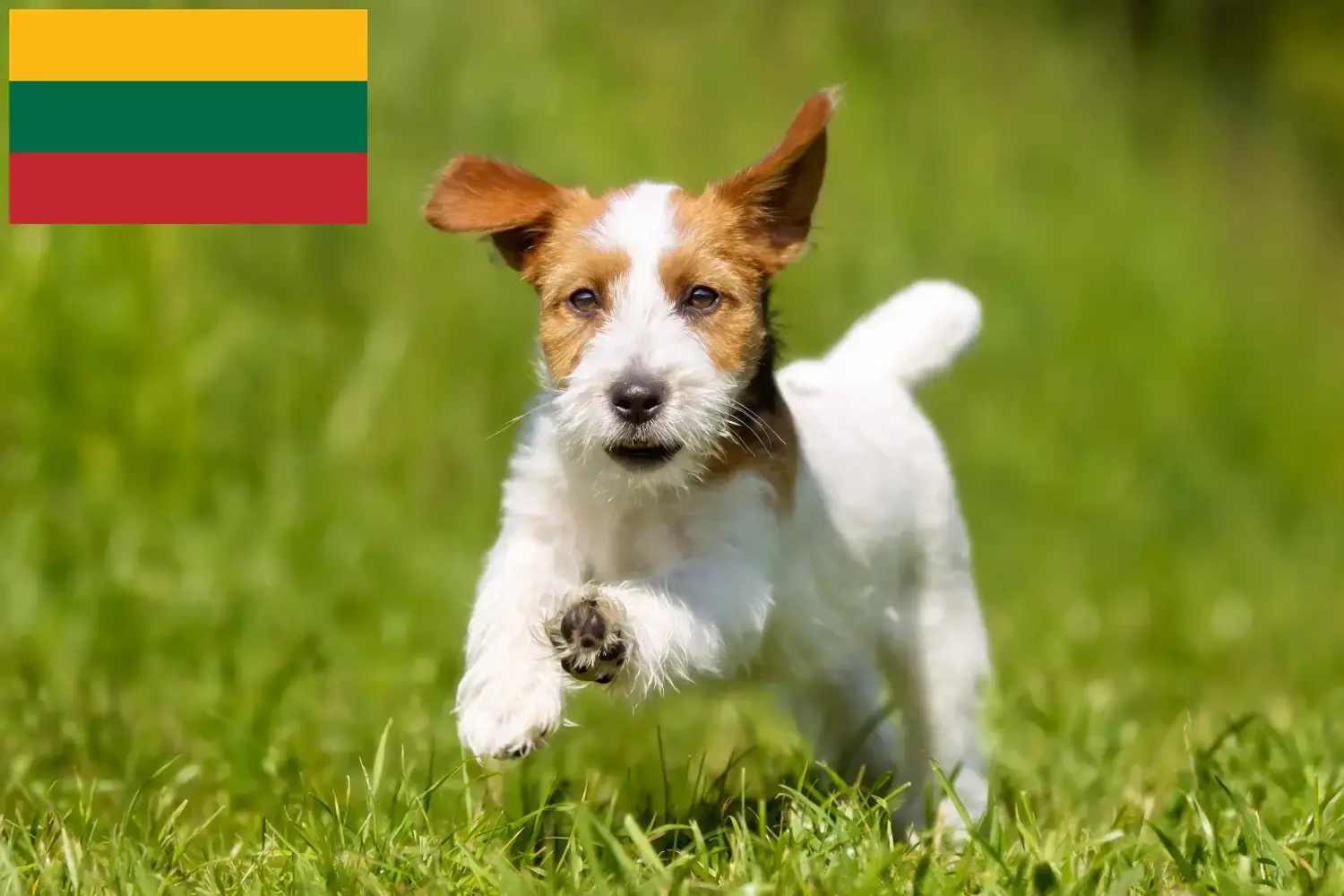 Přečtete si více ze článku Chovatelé Jack Russellů a štěňat v Litvě