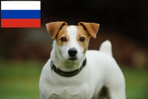 Přečtete si více ze článku Chovatelé Jack Russellů a štěňat v Rusku