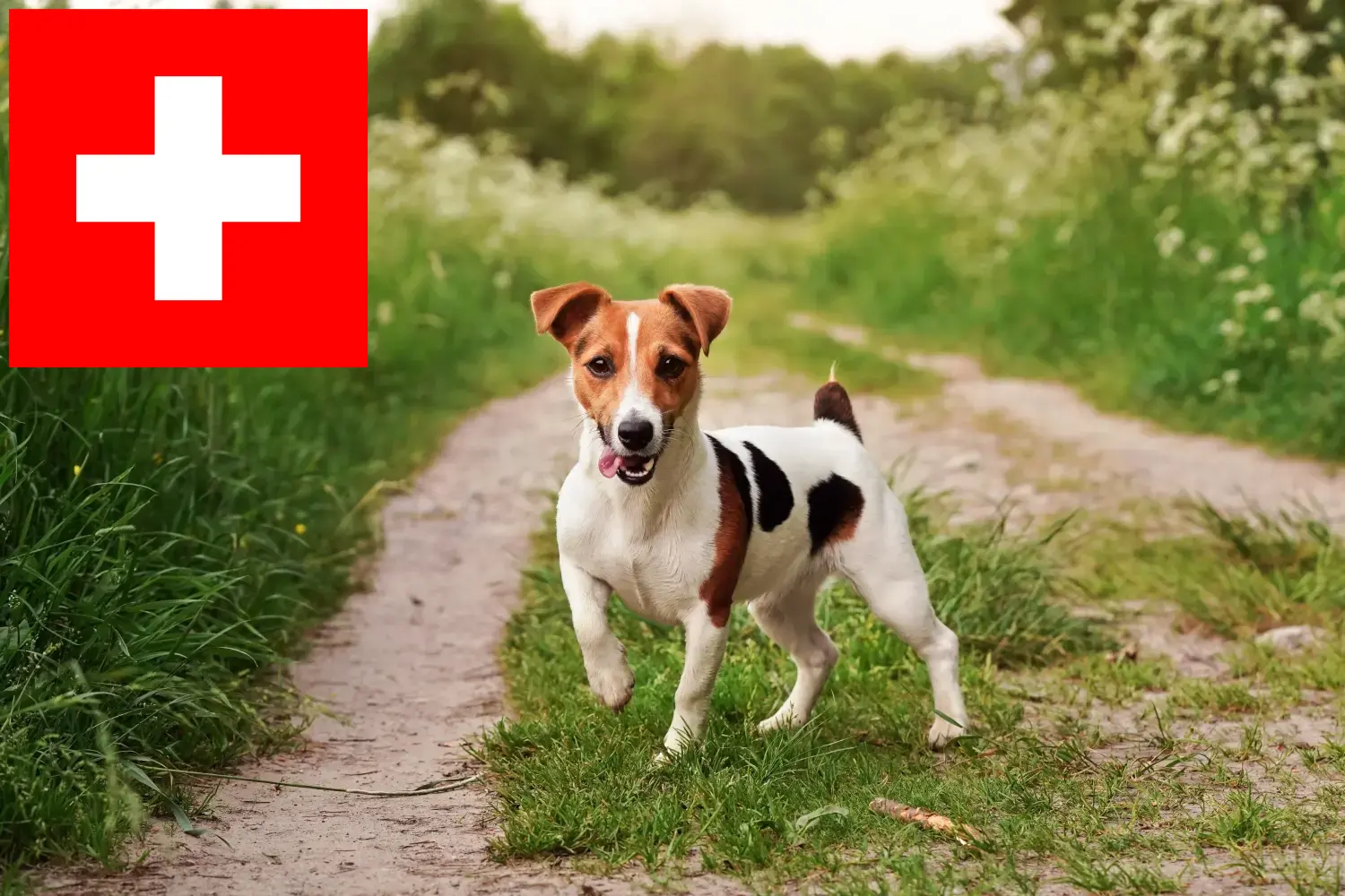 Přečtete si více ze článku Chovatelé Jack Russellů a štěňat ve Švýcarsku