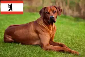 Přečtete si více ze článku Chovatelé rhodéských ridgebacků a štěňat v Berlíně