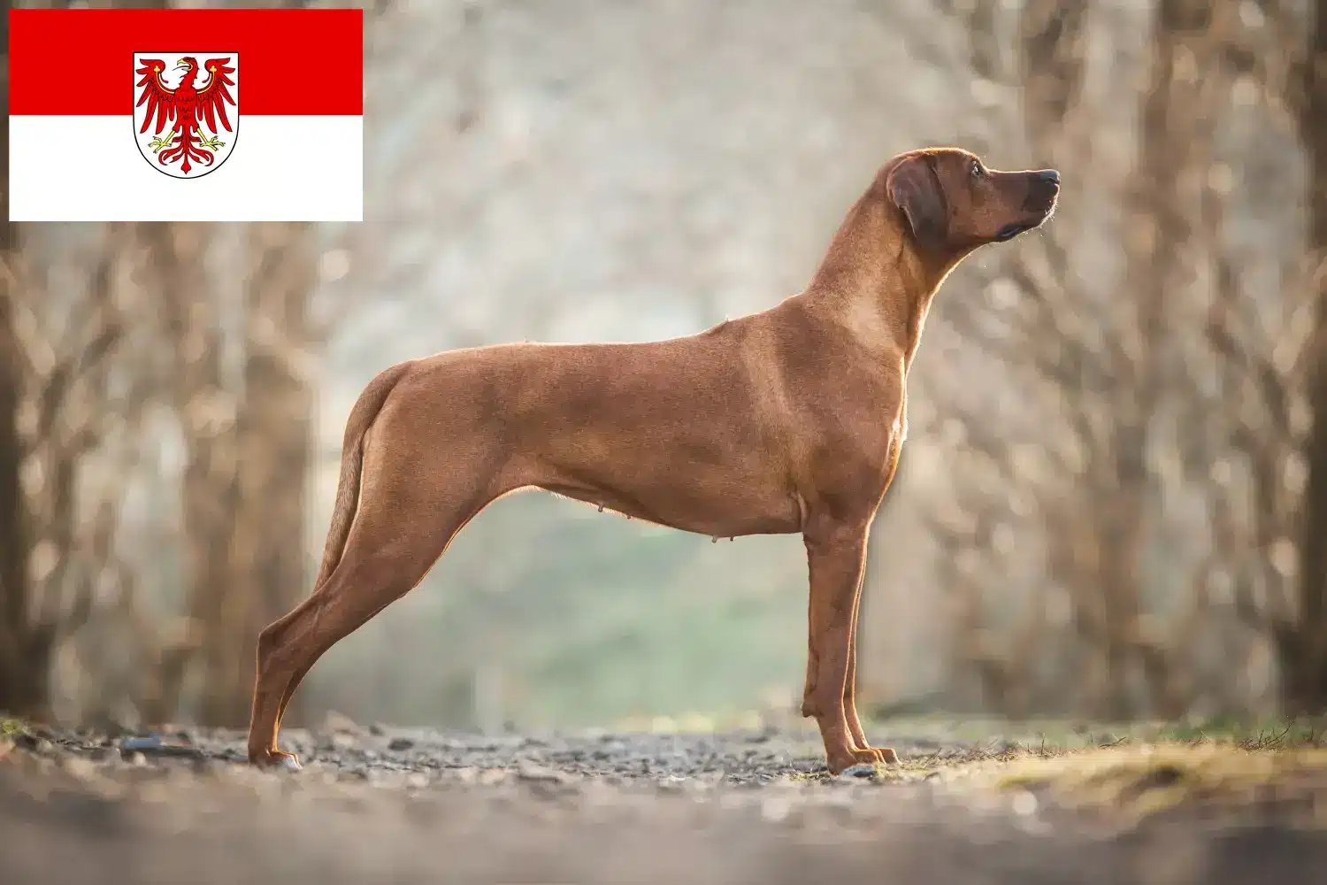 Přečtete si více ze článku Chovatelé rhodéských ridgebacků a štěňat v Brandenburgu