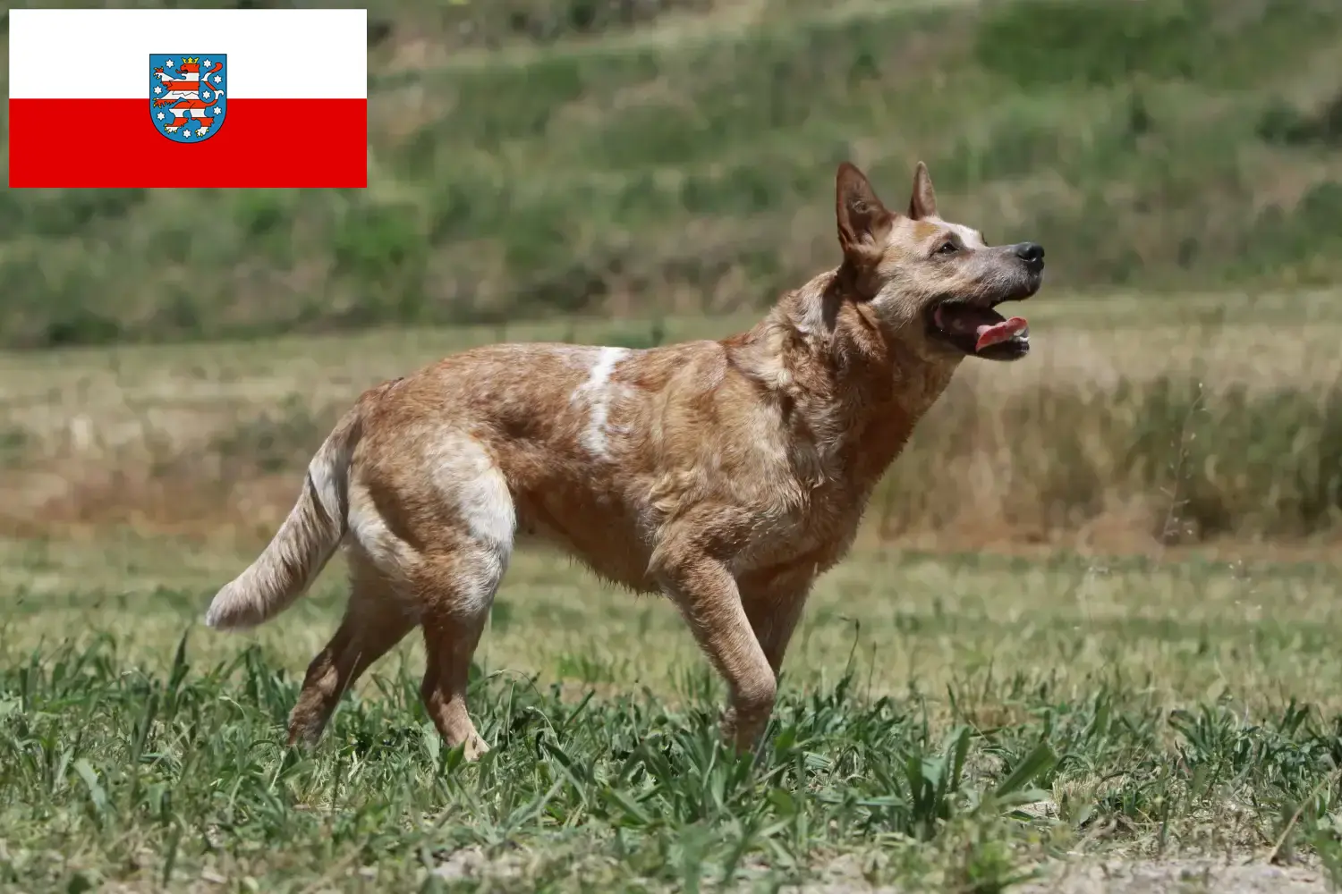 Přečtete si více ze článku Chovatelé australských honáckých psů a štěňat v Durynsku