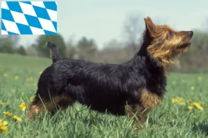 Přečtete si více ze článku Chovatelé australských teriérů a štěňat v Bavorsku