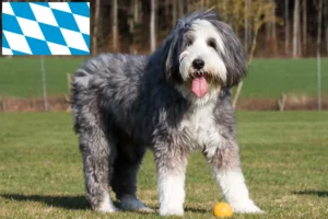 Přečtete si více ze článku Chovatelé a štěňata Bearded Collie v Bavorsku