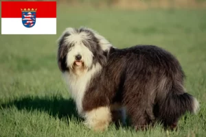 Přečtete si více ze článku Chovatelé a štěňata Bearded Collie v Hesensku