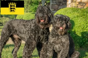 Přečtete si více ze článku Chovatelé a štěňata Bouvier des Flandres v Bádensku-Württembersku