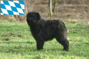 Přečtete si více ze článku Chovatelé a štěňata Bouvier des Flandres v Bavorsku