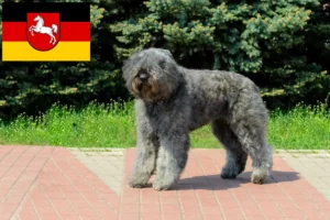 Přečtete si více ze článku Chovatelé a štěňata Bouvier des Flandres v Dolním Sasku