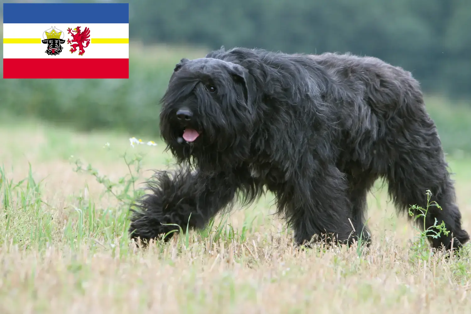 Přečtete si více ze článku Chovatelé a štěňata Bouvier des Flandres v Meklenbursku-Předním Pomořansku