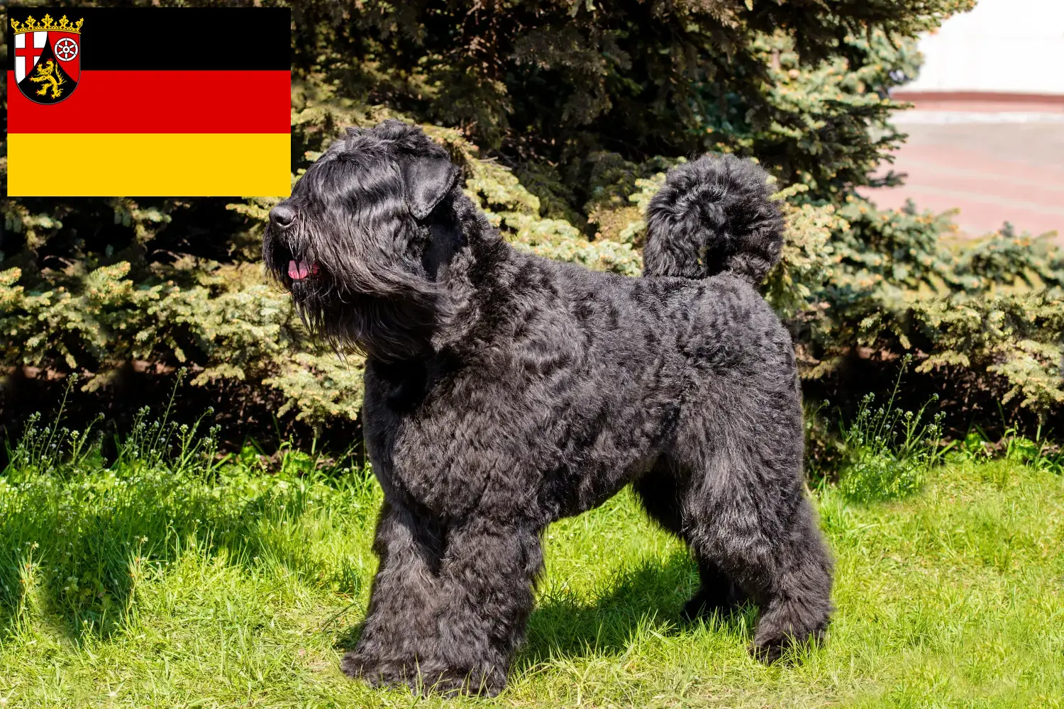 Přečtete si více ze článku Chovatelé a štěňata Bouvier des Flandres v Porýní-Falcku