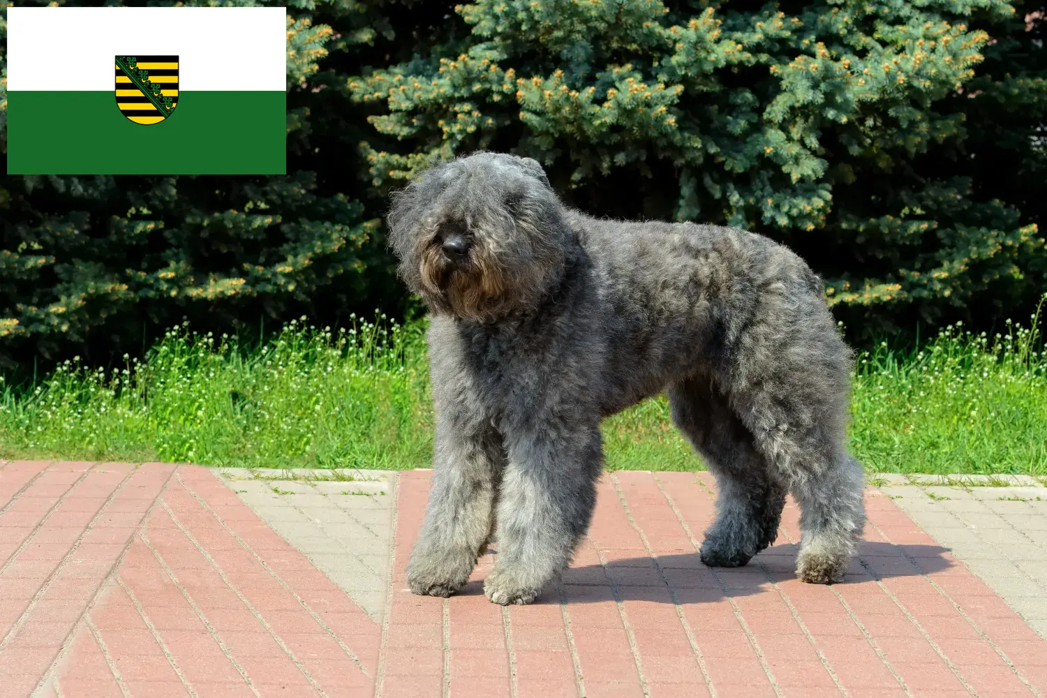 Přečtete si více ze článku Chovatelé a štěňata Bouvier des Flandres v Sasku