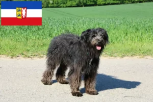 Přečtete si více ze článku Chovatelé a štěňata Bouvier des Flandres ve Šlesvicku-Holštýnsku