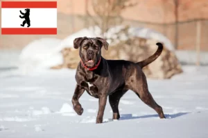 Přečtete si více ze článku Chovatelé a štěňata Cane Corso Italiano v Berlíně